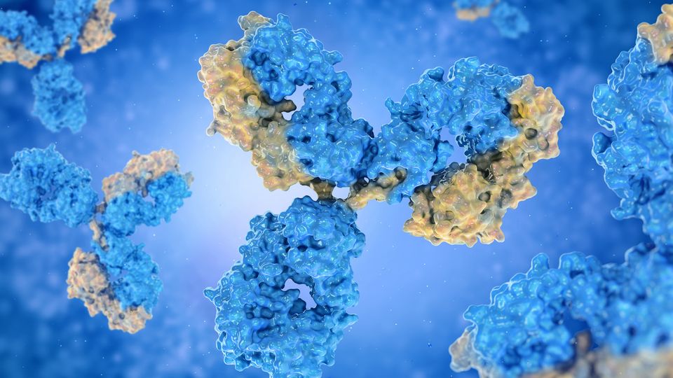 3D-rendered antibodies floating in a blue liquid, shown in blue with yellow binding sites.