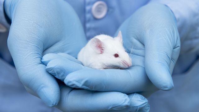 An individual wearing blue gloves and blue lab coat holding a white mouse. 