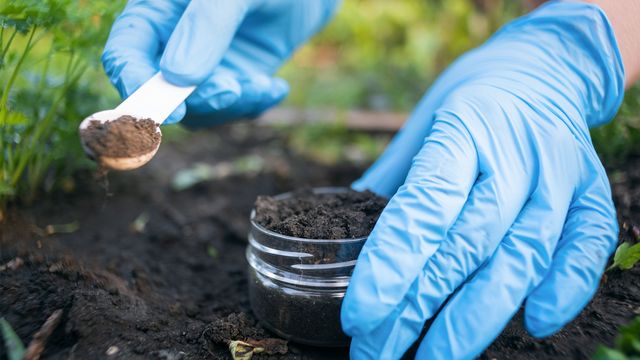 Scientist sampling soil to study dormant microbes. 