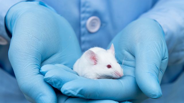 A researcher in PPE holding a white mouse used for animal testing in drug discovery and development. 