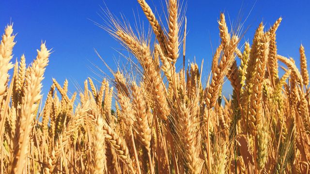 A close-up photograph of a wheat field against a blue sky. 