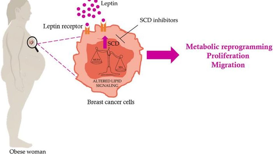 Diagram showing how leptin from obesity influences breast cancer cell metabolism, proliferation and migration.