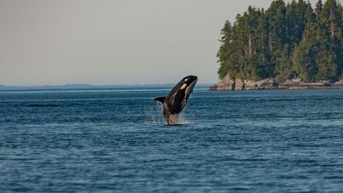 Female Whales That Experience Menopause Live 40 Years Longer