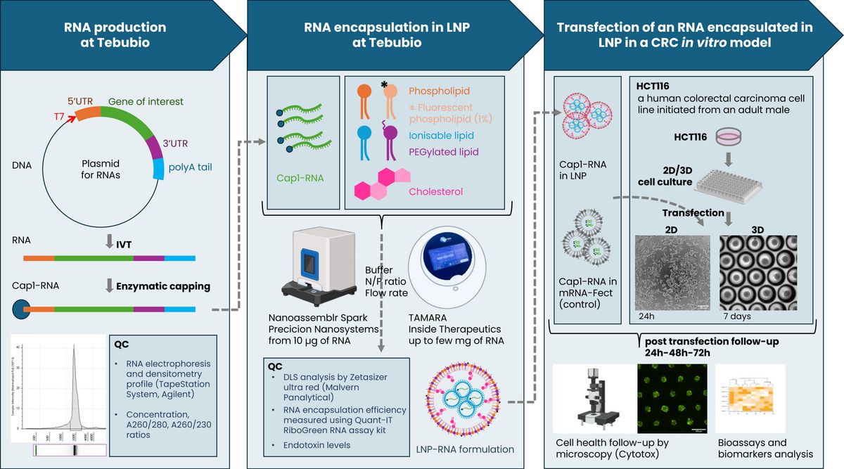 Figure 1: Example of a HCT116 cell line used to model colorectal cancer (CRC) in 3D culture to test RNA/LNP-based therapeutics in vitro. Credit: Tebubio. Figure showing an example of a HCT116 cell line used to model colorectal cancer (CRC) in 3D culture to test RNA/LNP-based therapeutics in vitro.