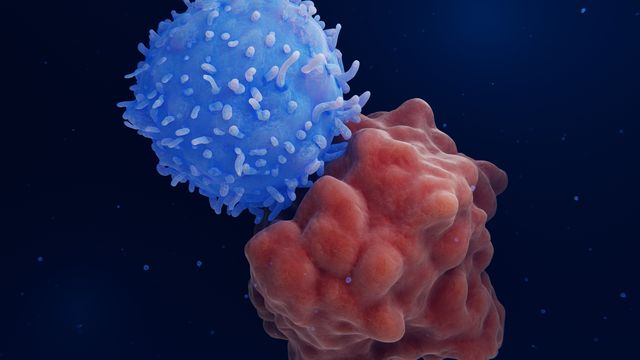 Image Of A Blue Engineered T-cell attacks a red cancer cell 