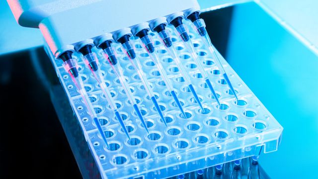 Multichannel pipette dispensing samples into a 96-well plate during high-throughput screening. 