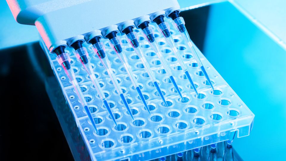 Multichannel pipette dispensing samples into a 96-well plate during high-throughput screening.