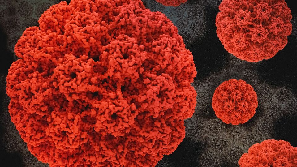 3D rendering of Human Papillomavirus (HPV) particles shown in vivid red against a dark background.
