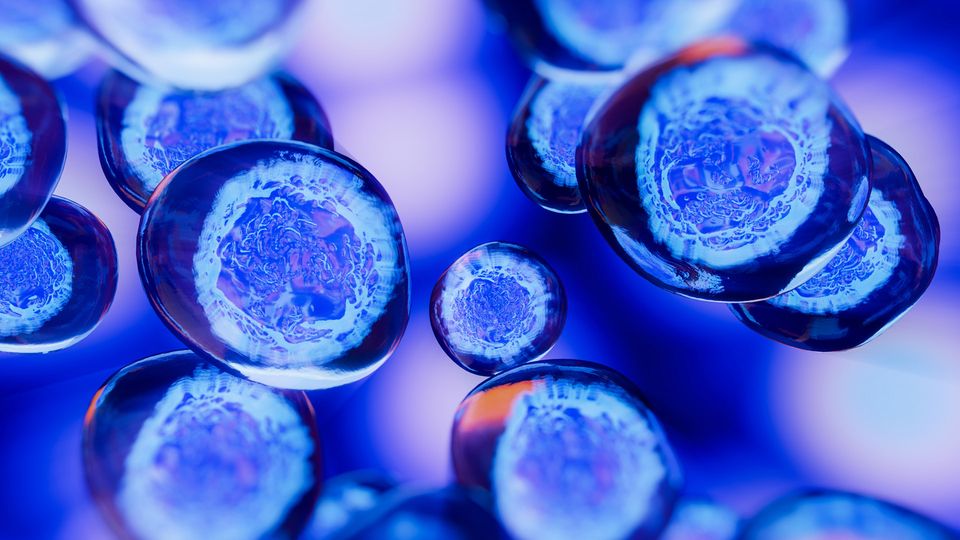 Collection of human cells stained blue.