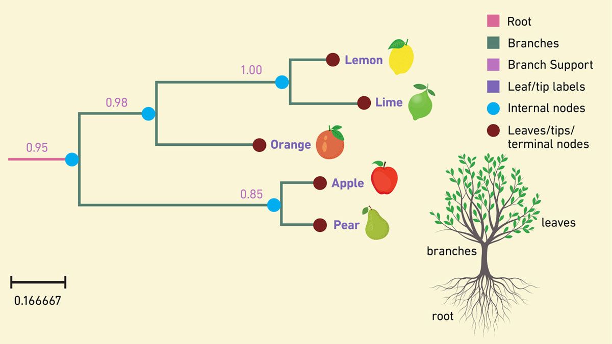 Figure 2: Example of a phylogenetic tree with the component parts indicated. Credit: Technology Networks. An example of a phylogenetic tree depicting the hypothetical relationships and inferred evolutionary history between various fruit.