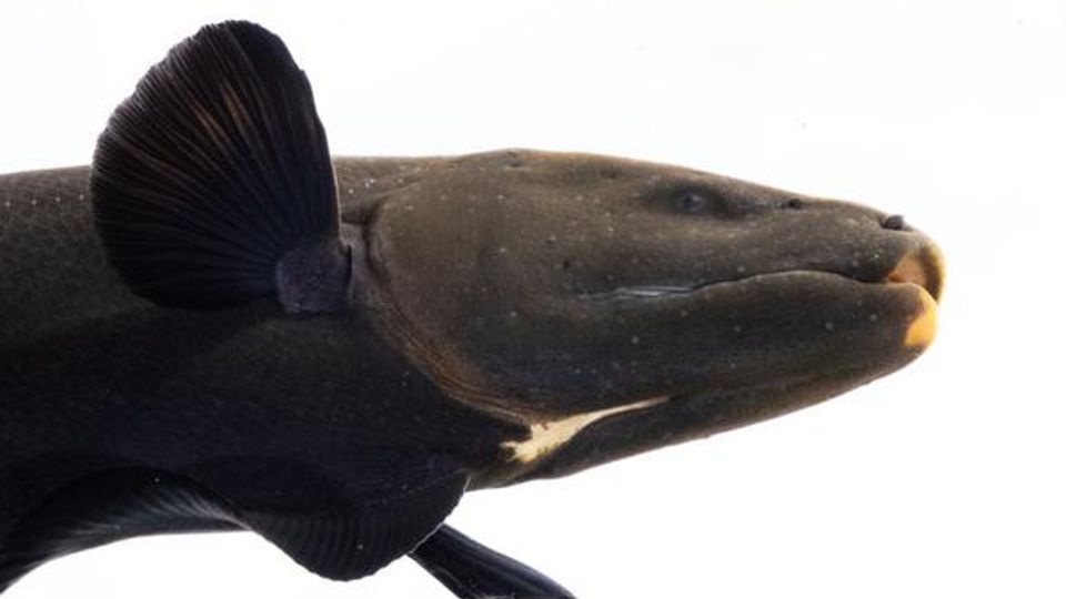 Close-up of an electric eel showing its dark body and fin against a white background.